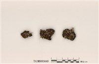 藏品(麩石蕊)的圖片